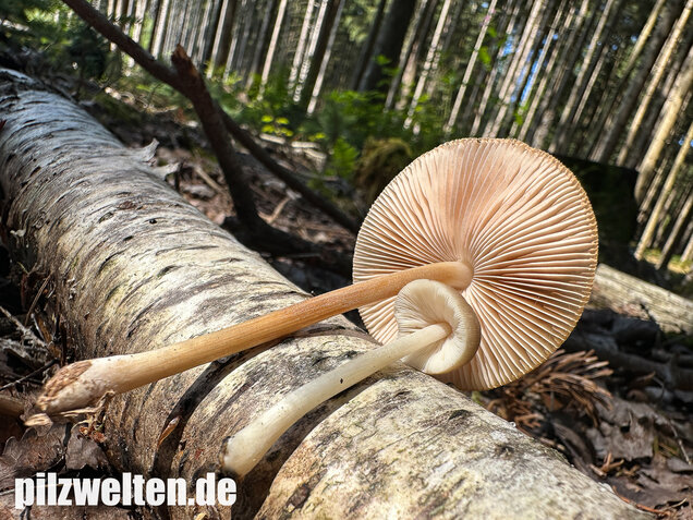 Verschiedenfarbiger Dachpilz, Pluteus plautus