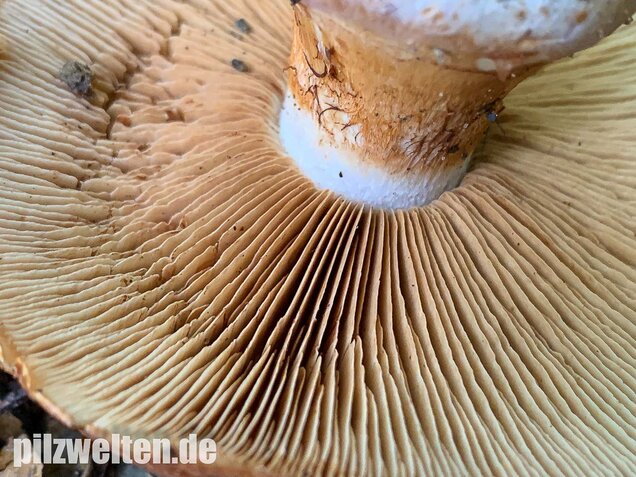 Violettrandiger Schleimkopf, Cortinarius balteatus