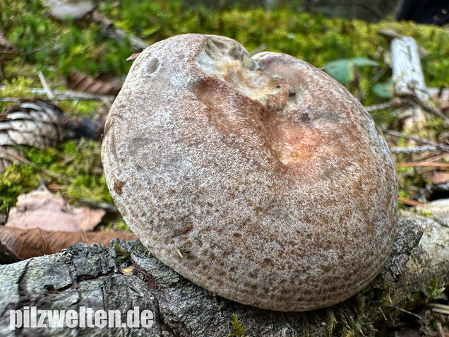 Wechselblauer Edelreizker, Lactarius quieticolor