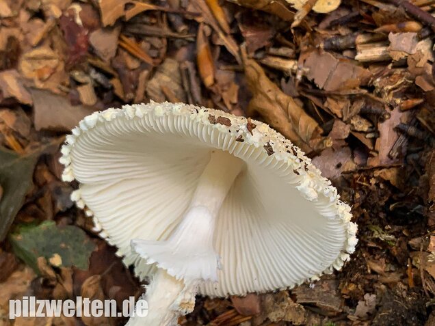 Wolliggestiefelter Schirmling, Lepiota clypeolaria