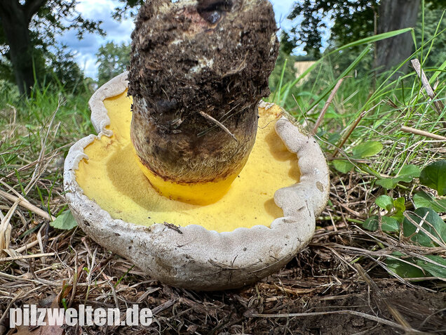 Wurzelnder Bitterröhrling, Caloboletus radicans