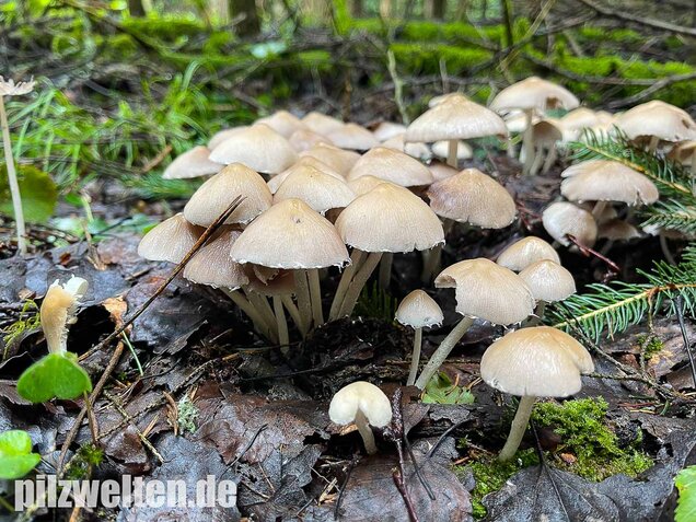 Behangener Faserling, Psathyrella candolleana