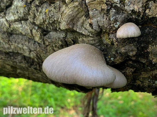 Beschleierter Pappel-Seitling, Pleurotus calyptratus