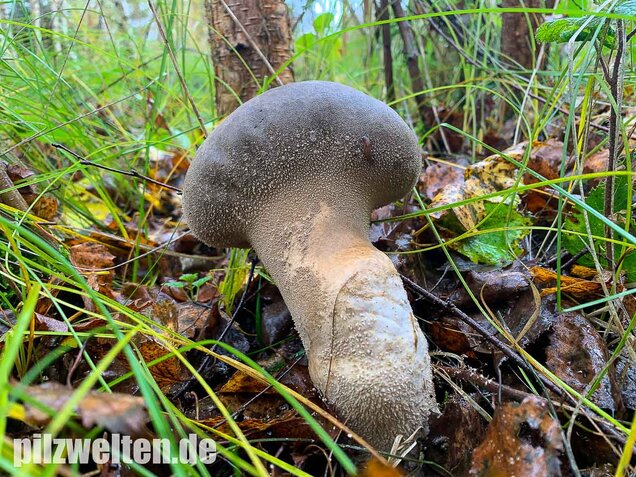 Beutelstäubling, Lycoperdon excipuliforme
