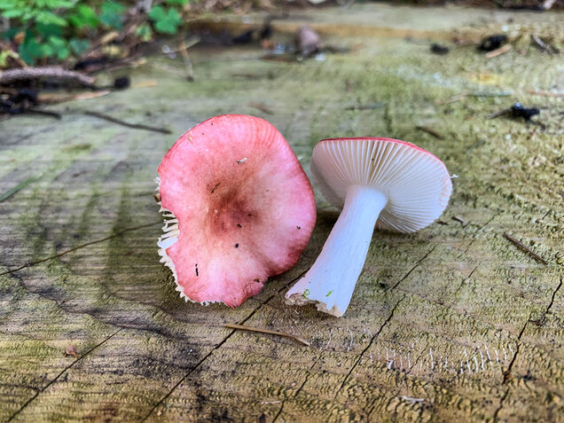 Birkenspeitäubling, Russula betularum