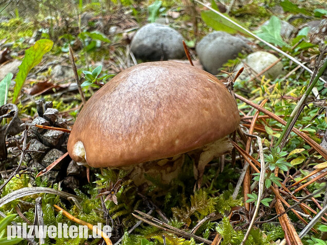 Butterpilz, Butterröhrling, Suillus luteus