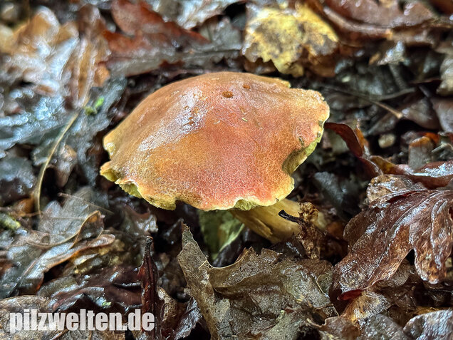 Eichenfilzröhrling, Hortiboletus engelii