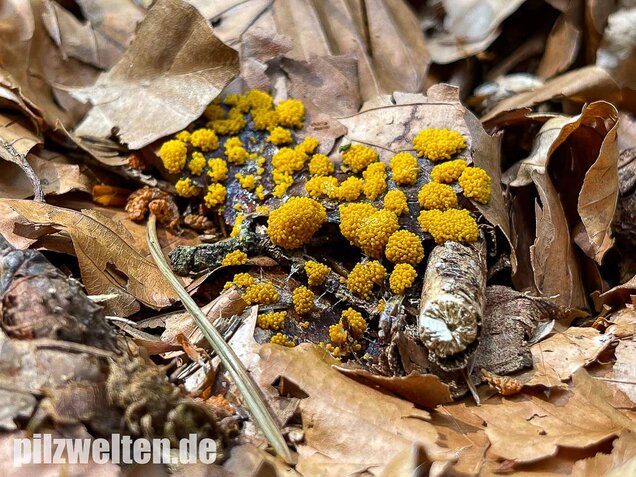 Gelber Eierschleimpilz, Physarum virescens
