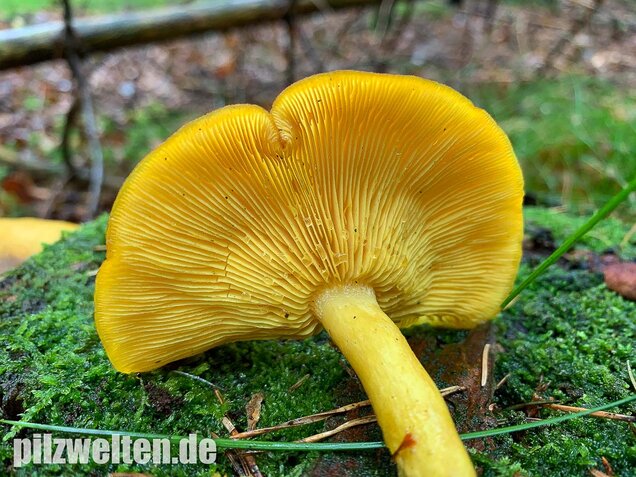 Goldgelber Holzritterling, Tricholomopsis decora