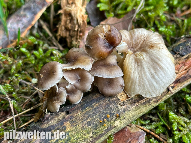 Gestreifter Nabeling, Gelbblättriger Nabeling, Gerronema strombodes