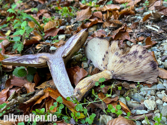 Gezonter Violettmilchling, Lactarius violascens
