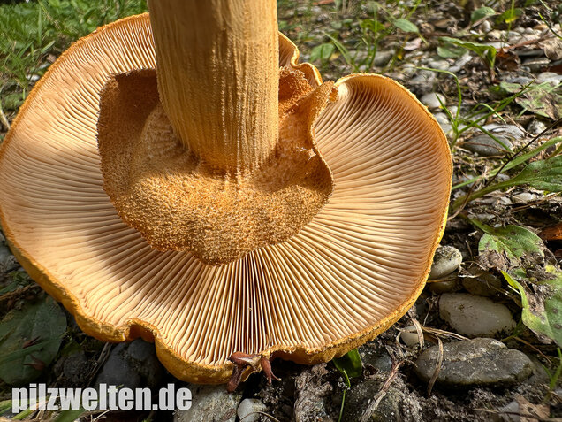 Glimmerschüppling, Phaeolepiota aurea