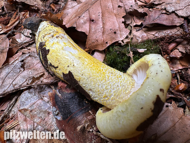 Goldzahn-Schneckling, Hygrophorus chrysodon