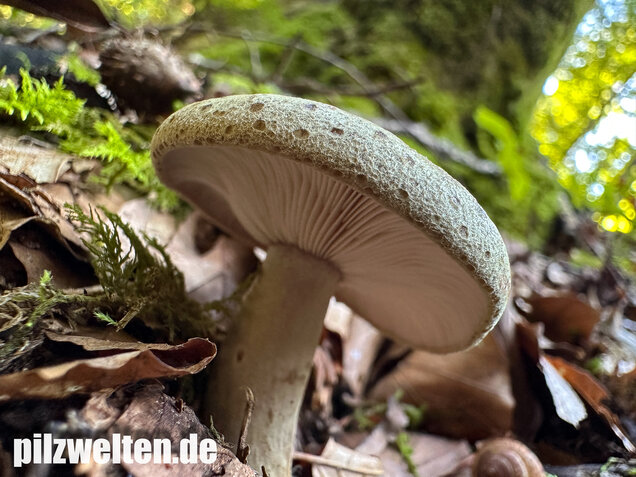 Graugrüner Milchling, Lactarius blennius