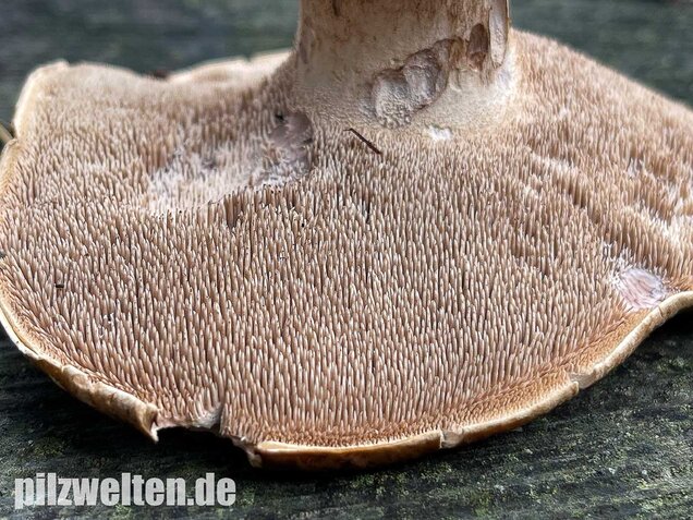 Habichtspilz, Sarcodon imbricatus