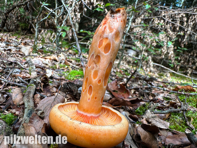 Lachsreizker, Lactarius salmonicolor