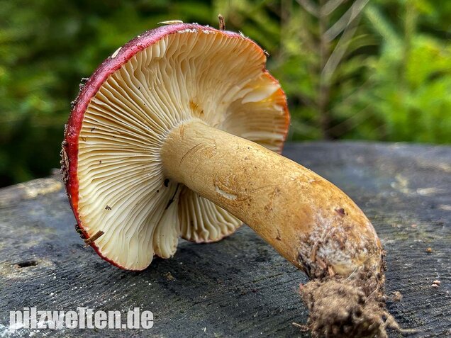 Lederstieltäubling, Russula viscida