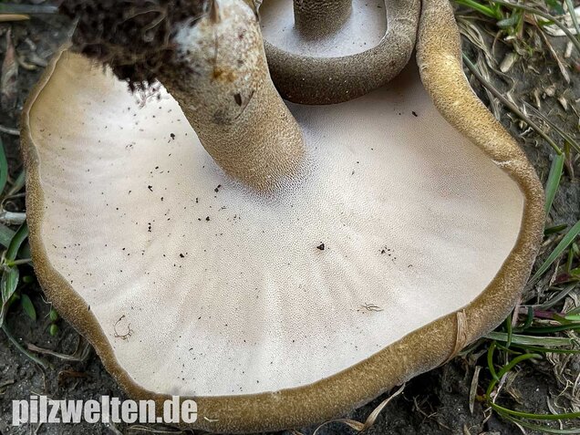 Maiporling, Lentinus substrictus