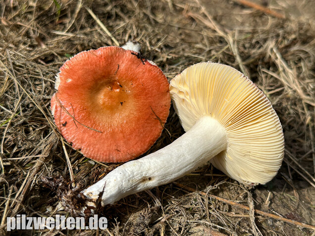 Milder Glanztäubling, Russula nitida