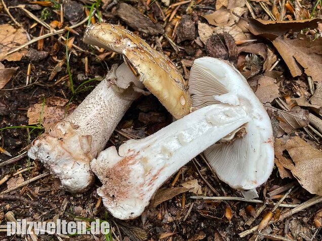 Perlpilz, Rötender Wulstling, Amanita rubescens