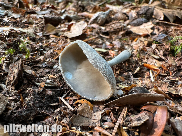 Langstielige Becherlorchel, Grauer Langfüßler, Helvella macropus