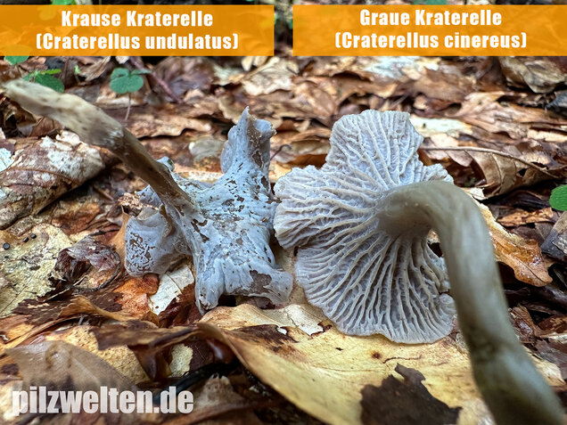 Krause Kraterelle, Krauser Leistling, Craterellus undulatus
