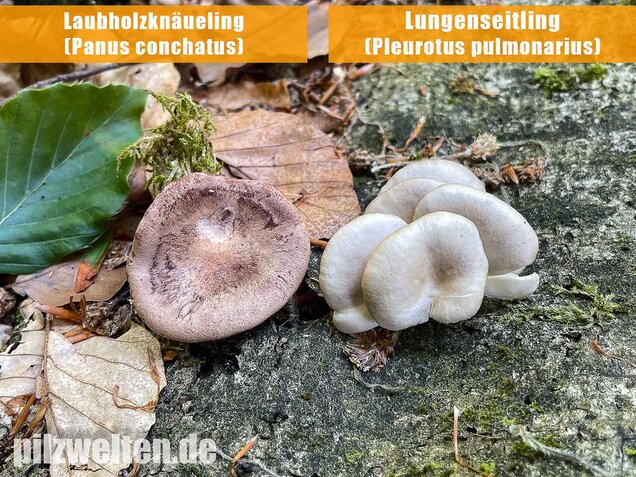 Lungenseitling, Pleurotus pulmonarius