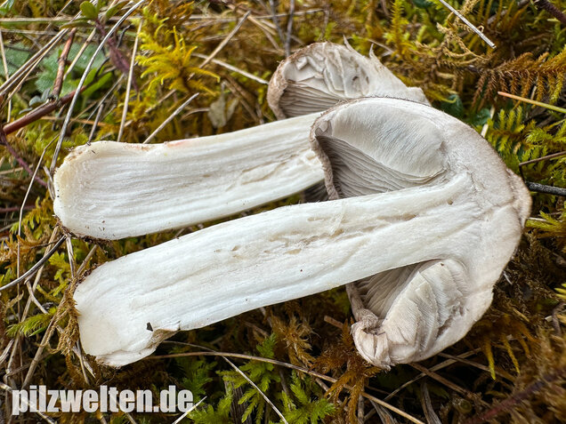 Rötender Erdritterling, Tricholoma orirubens