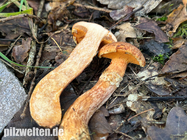 Rostroter Lärchenröhrling, Suillus tridentinus