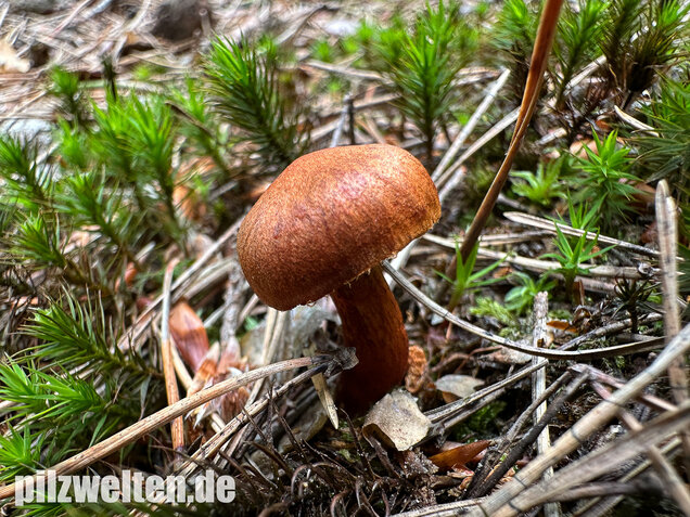 Rotgenatterter Hautkopf, Purpurbrauner Hautkopf, Cortinarius purpureus