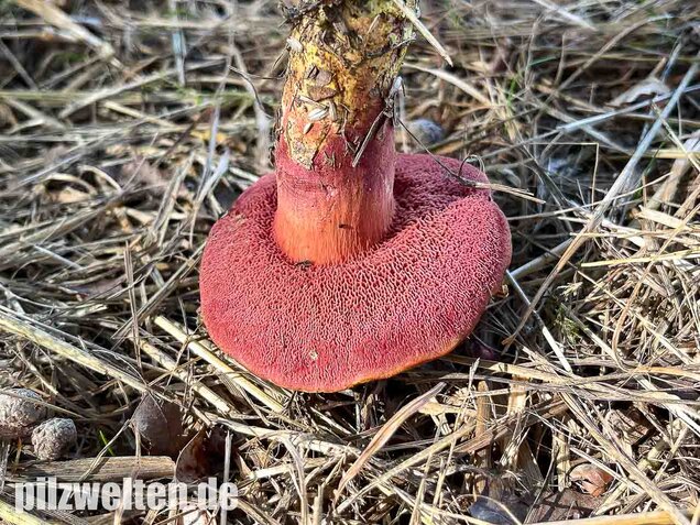 Rubinroter Zwergröhrling, Chalciporus rubinus