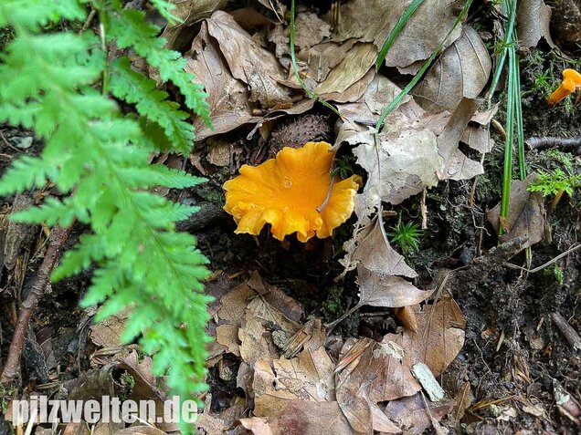 Samtiger Pfifferling, Cantharellus friesii