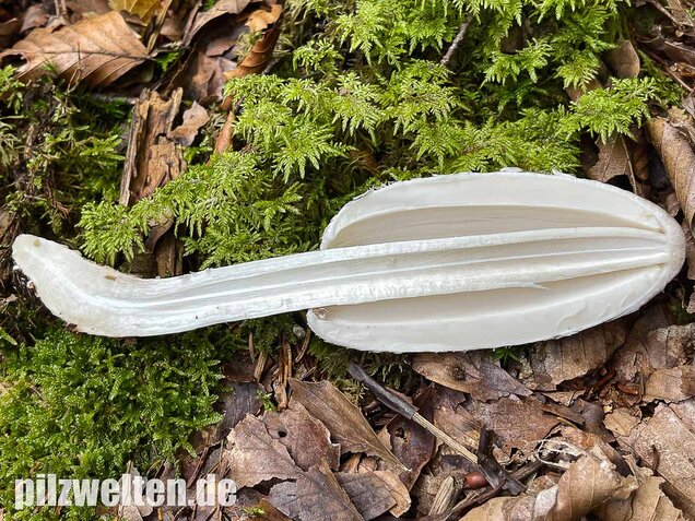 Schopftintling, Coprinus comatus