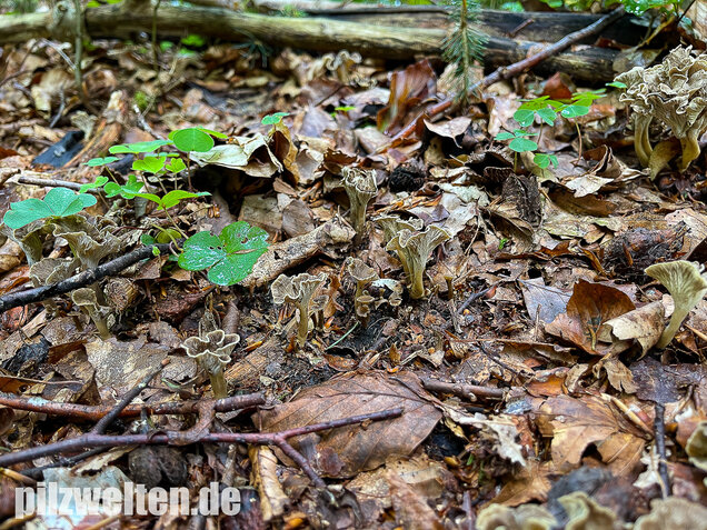 Schwärzender Leistling, Schwärzende Kraterelle, Craterellus melanoxeros