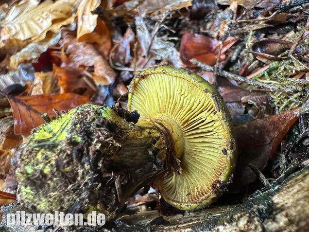 Schwarzgrüner Klumpfuß, Calonarius atrovirens