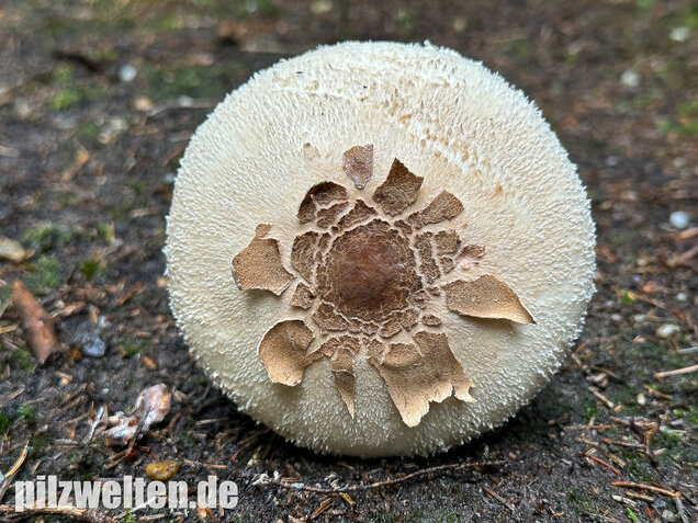 Sternschuppiger Riesenschirmling, Grobscholliger Riesenschirmling, Macrolepiota rhodosperma