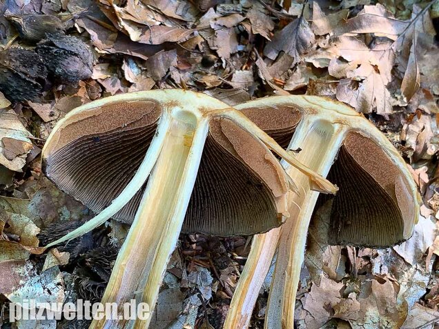 Tränender Saumpilz, Lacrymaria lacrymabunda