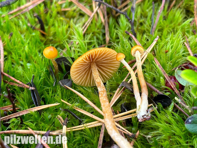 Gesäumter Häubling, Moorhäubling, Galerina paludosa