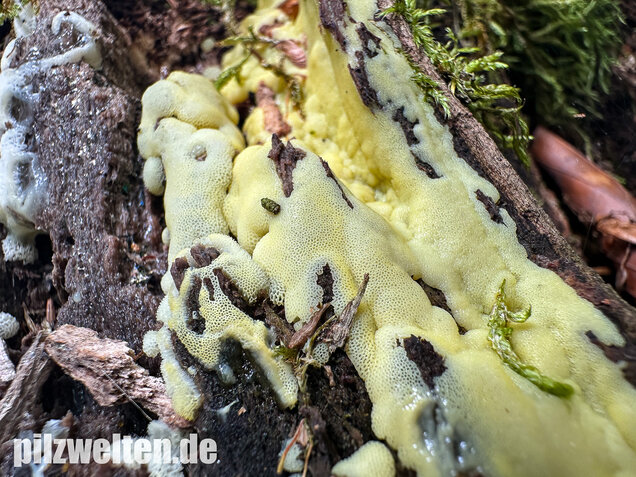 Weißgelbes Netzpolster, Ceratiomyxa porioides
