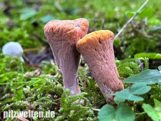 Abgestutzte Herkuleskeule, Clavariadelphus truncatus