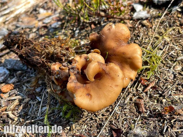 Aniszähling, Lentinellus cochleatus