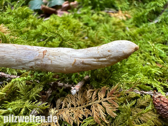Olivgelber Schleimkopf, Cortinarius subtortus