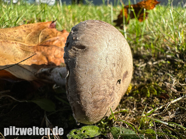 Braunschuppiger Wiesenchampignon, Agaricus moellerianus