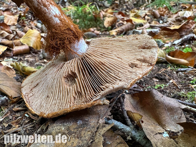 Buchenklumpfuß, Cortinarius anserinus