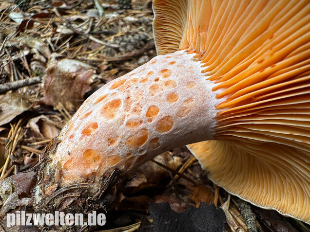 Edelreizker, Kiefernreizker, Blutreizker, Lactarius deliciosus