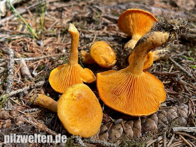 Falscher Pfifferling, Afterleistling, Hygrophoropsis aurantiaca