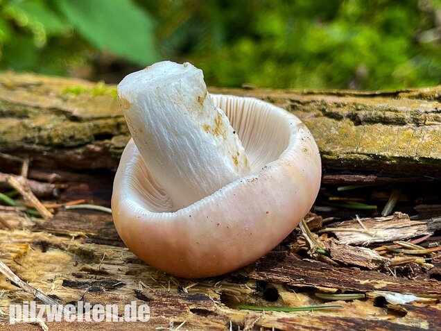 Speisetäubling, Russula vesca
