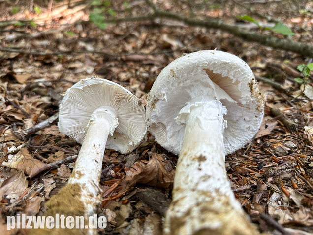 Fransiger Wulstling, Amanita strobiliformis