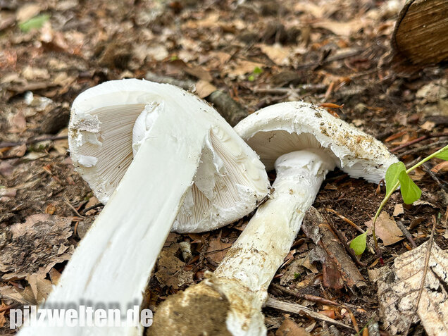 Fransiger Wulstling, Amanita strobiliformis