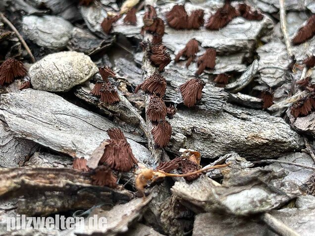 Gelbes Fadenkeulchen, Stemonitis flavogenita